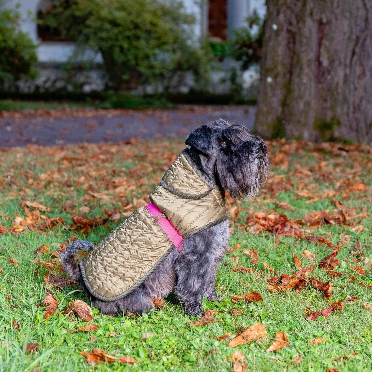 Dog Raincoat Green And Pink Quilt