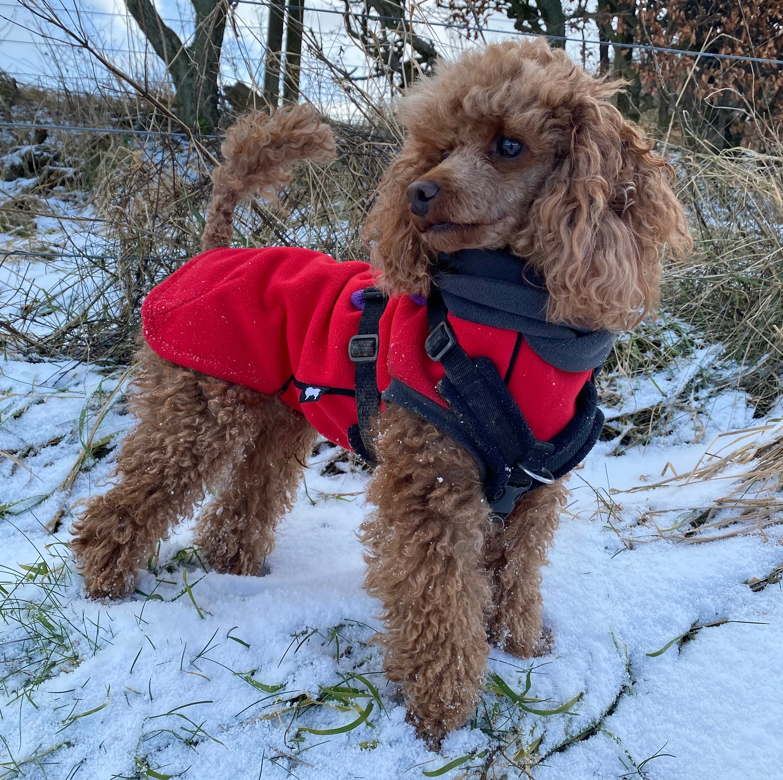 Racing Red Double Layer Waterproof Microfleece McTog Dog Jumper