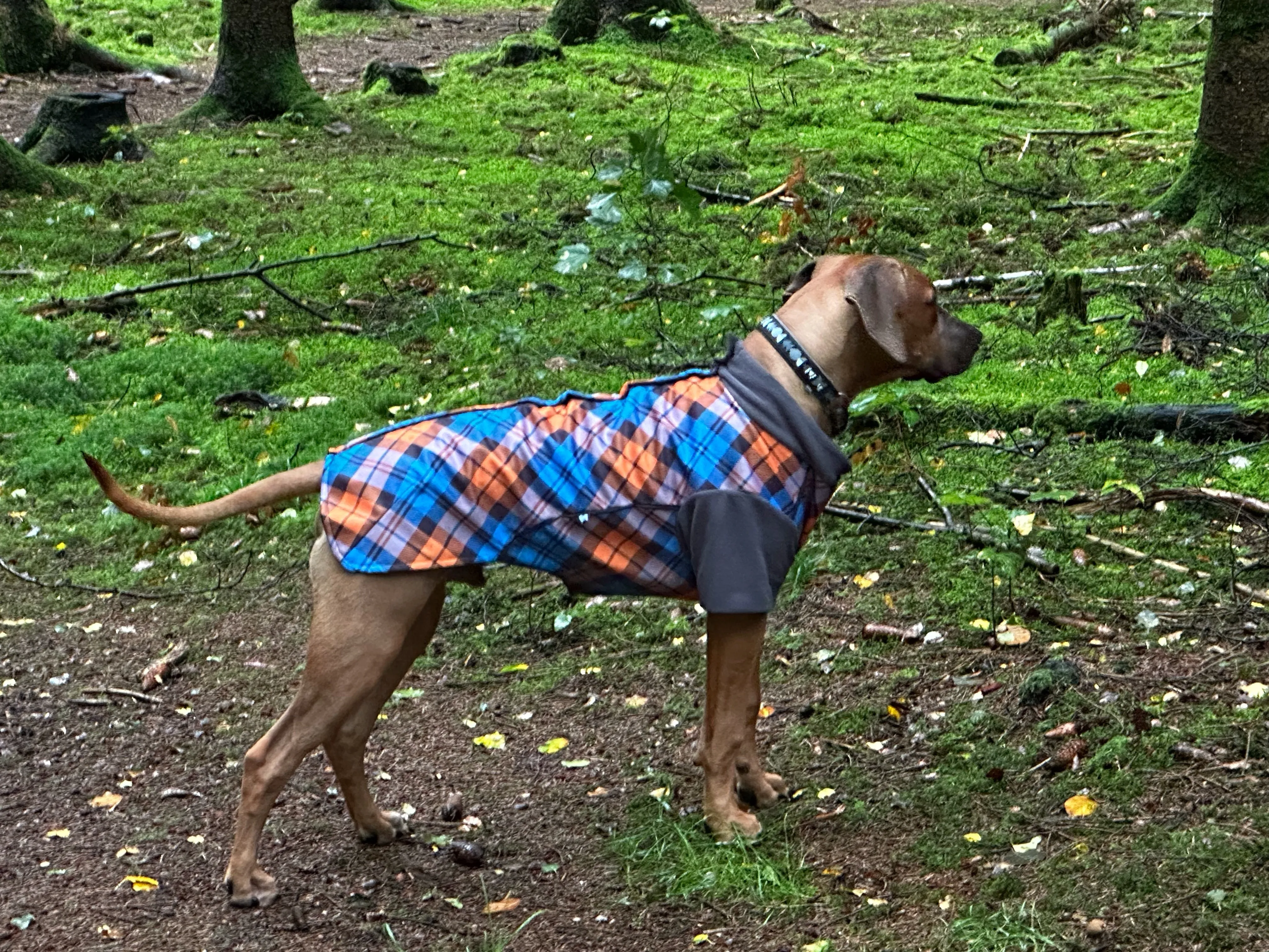 The Highlander McTog Dog Jumper - With Sleeves - Full Poppers Step In