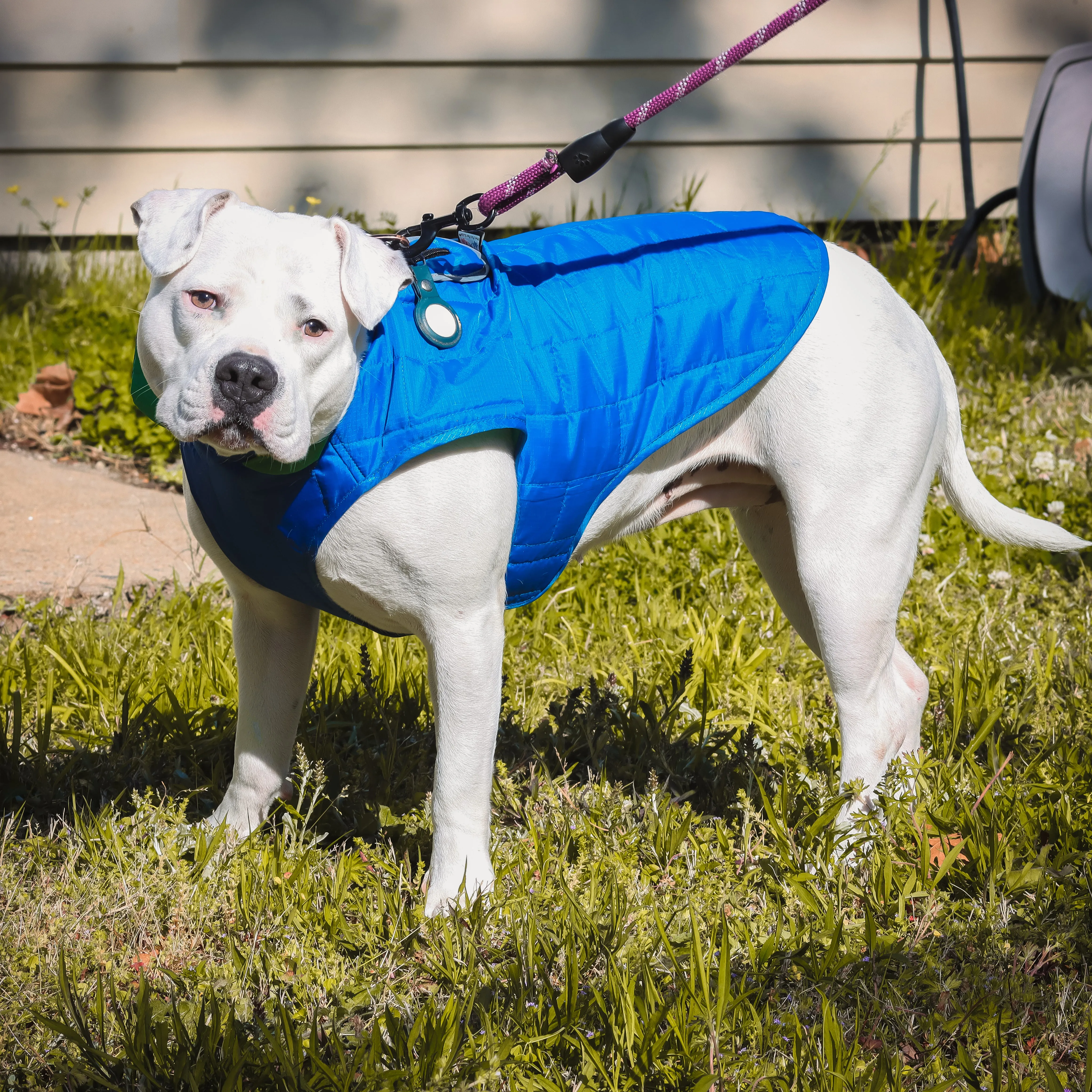 Waterproof Quilted Reversible Dog Jacket - Blue, 2 Sizes